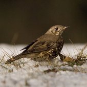 1024px-Turdus_viscivorus02