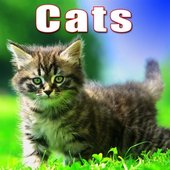 Animals: Cats