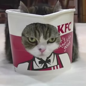 Unificat 的头像