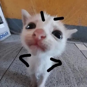 chuckywuckychu 的头像