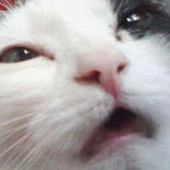 Avatar for MarmaladeKat