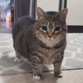 luvmykitten