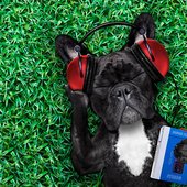 musica-para-cachorro.jpg