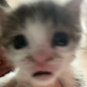 Avatar for patrickluyala