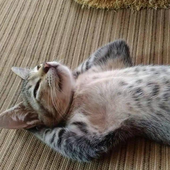 vvsleepy 的头像