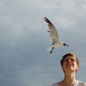seagulls