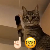 kiumatt 的头像