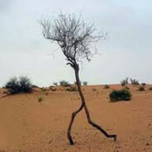 Avatar for TreeWalking