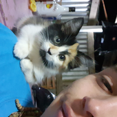 Ketsuwotaberuuu 的头像
