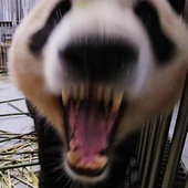 ainoiol 的头像