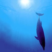 Dolphin Park