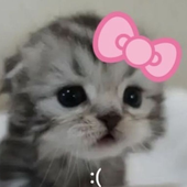 amwyy 的头像