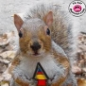 Squirel için avatar