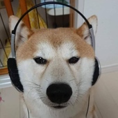 Daisend 的头像