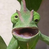steventhelizard 的头像