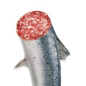 Fischwurst 的头像