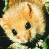 Awatar dla sonicdormouse