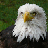 DoubleEagle94 的头像