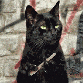 Avatar di lazycatze