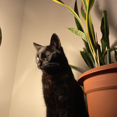 Avatar für Androided