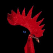 blackroosters 的头像