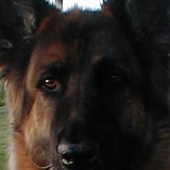 Avatar de RudolfderHund