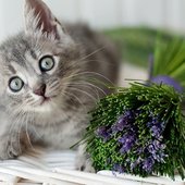 cat-natural-flea-treatment-7.jpg