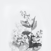 flowers2flowers 的头像