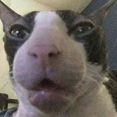 ChefArmor 的头像