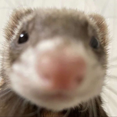 amootuice 的头像