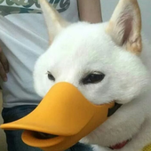 isaac_420_pew 的头像