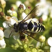 Zyzzyx Chilensis