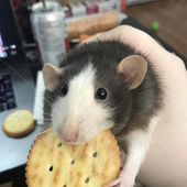 Avatar for minisdying