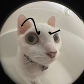 chillycoyboy 的头像
