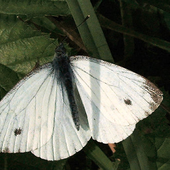 Avatar de no-butterfly