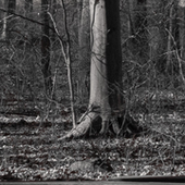 james in the forest