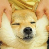 maujogador 的头像