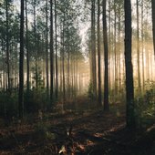 Heart of the Forest
