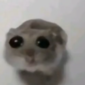 Sad_hampter 的头像