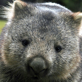 Avatar for Wombat1910