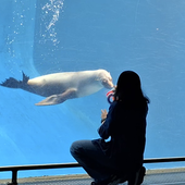 Avatar for sealwhisperer