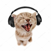 Avatar for ratashamouse