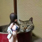 hiworo 的头像