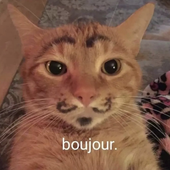el_gatogni 的头像