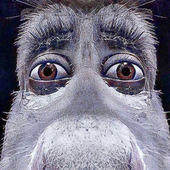 Avatar for wicksafelon