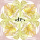 Monstera
