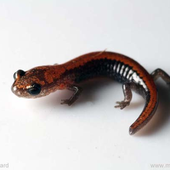 One1-Salamander 的头像