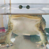 Avatar for hydrogenbox