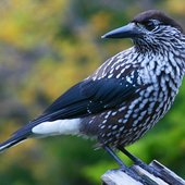 1024px-Spotted_Nutcracker