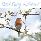 Bird Song in Forest - Relaxing Nature Sounds